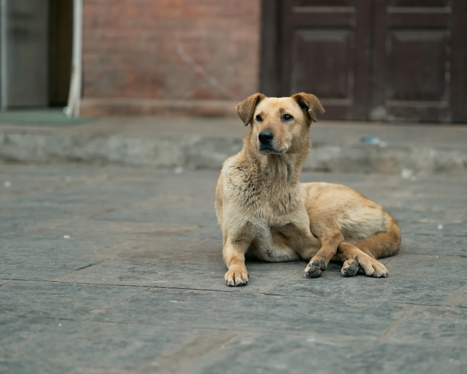 Swayambhu — Wandering dogs — photograph 11