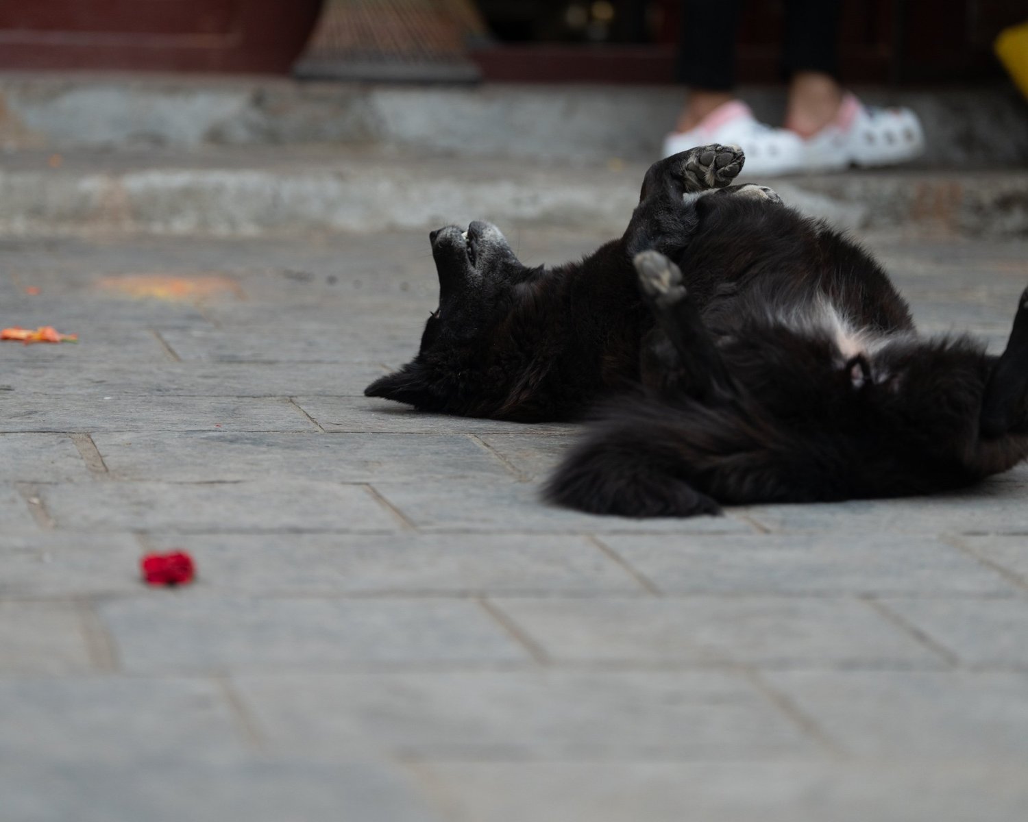 Swayambhu — Wandering dogs — photograph 23
