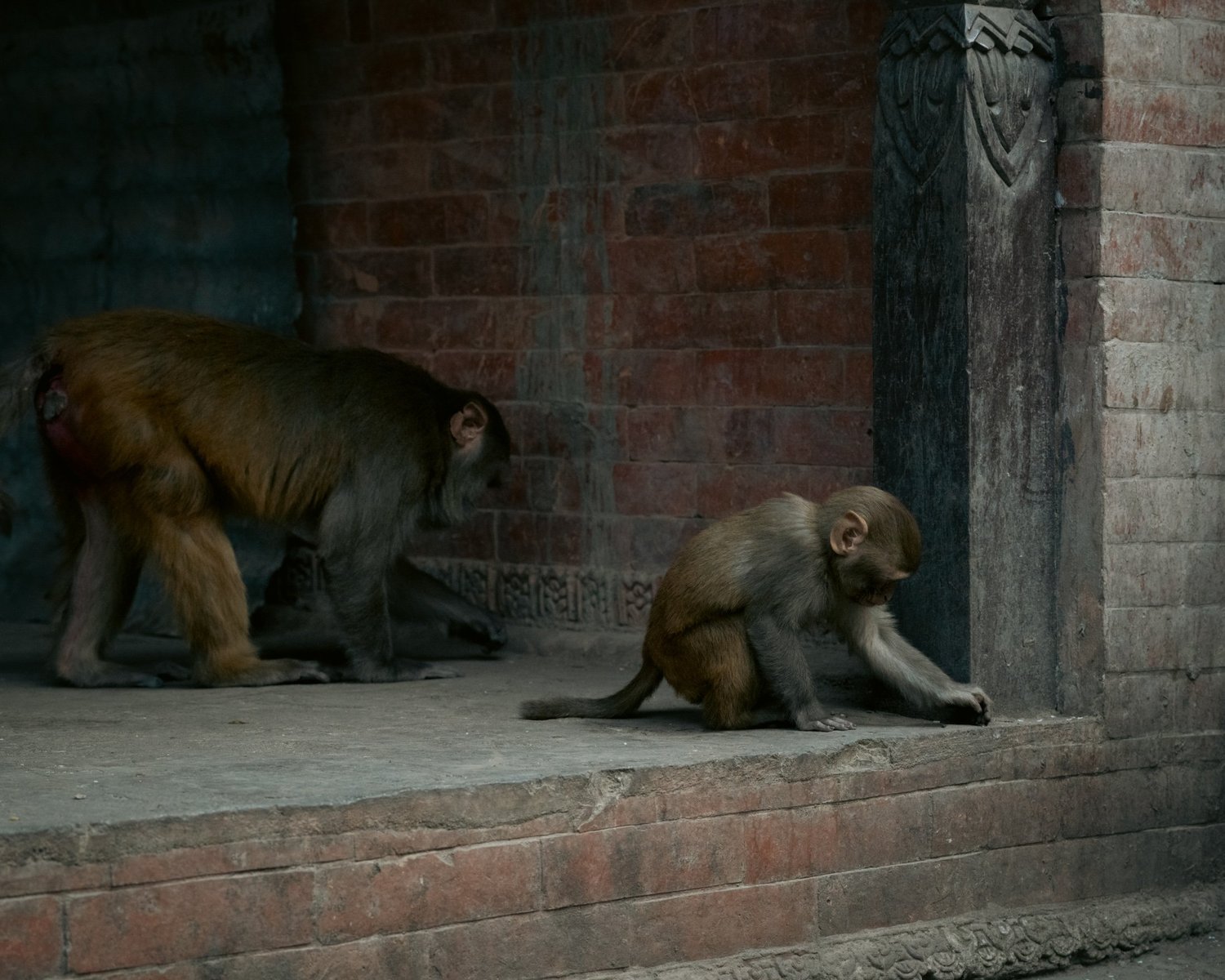 Monkey Temple — Part II — photograph 3