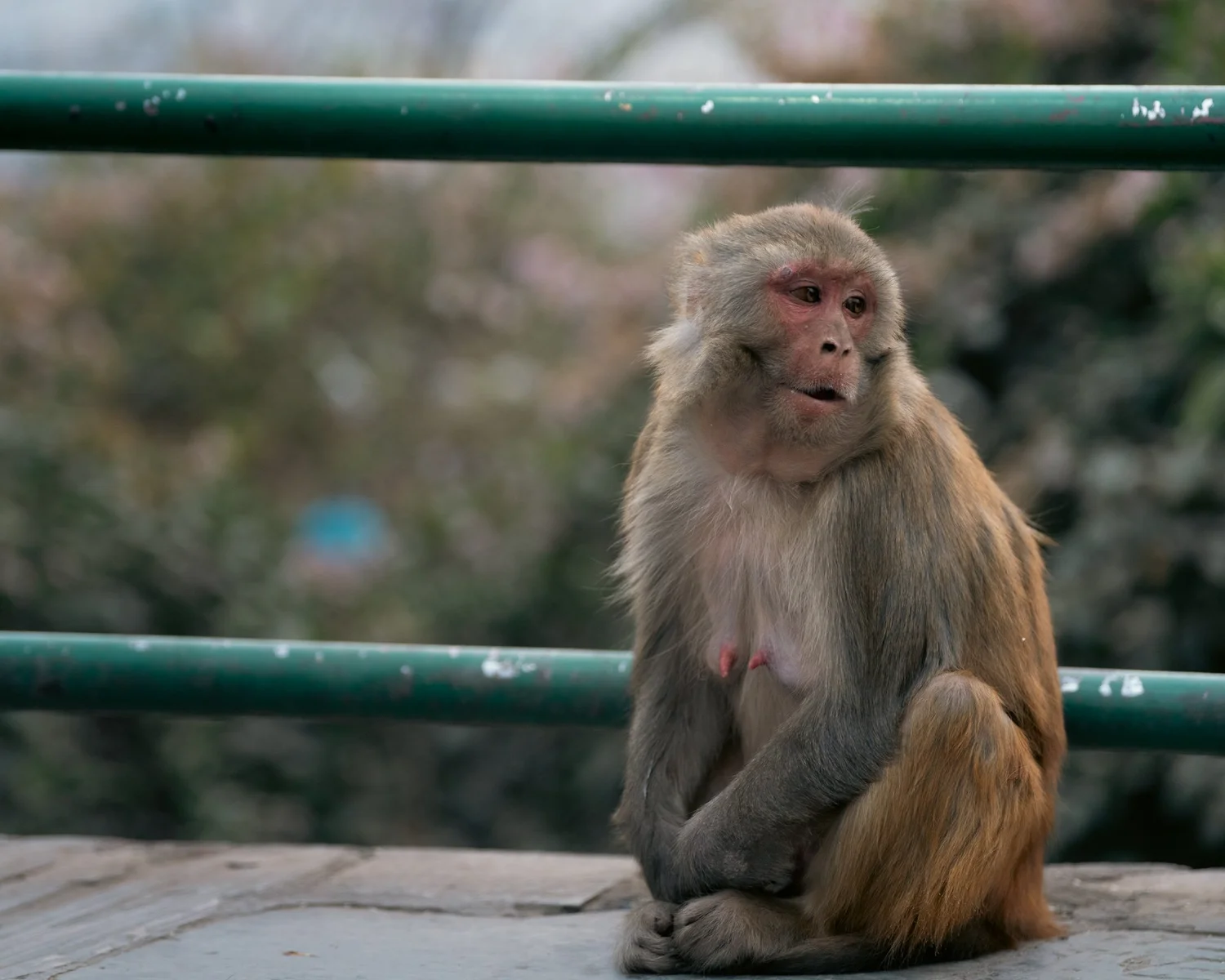 Monkey Temple — Part I — photograph 40
