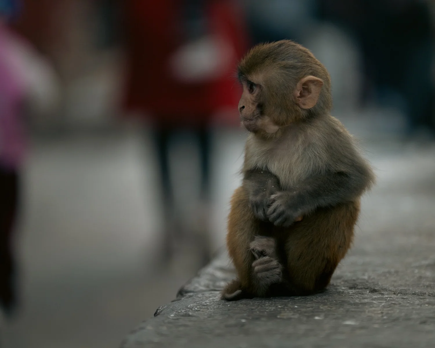 Monkey Temple — Part I — photograph 5