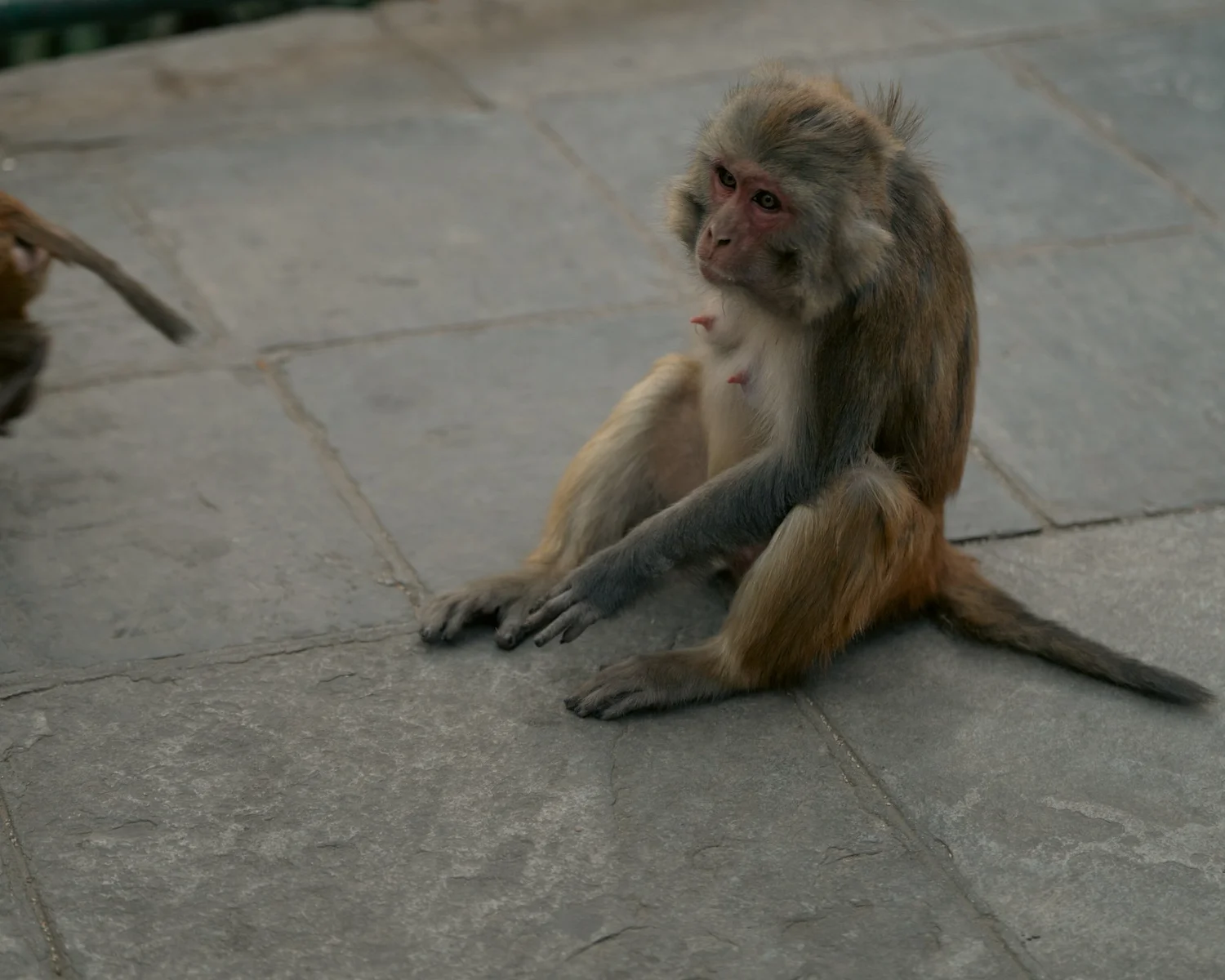Monkey Temple — Part I — photograph 36
