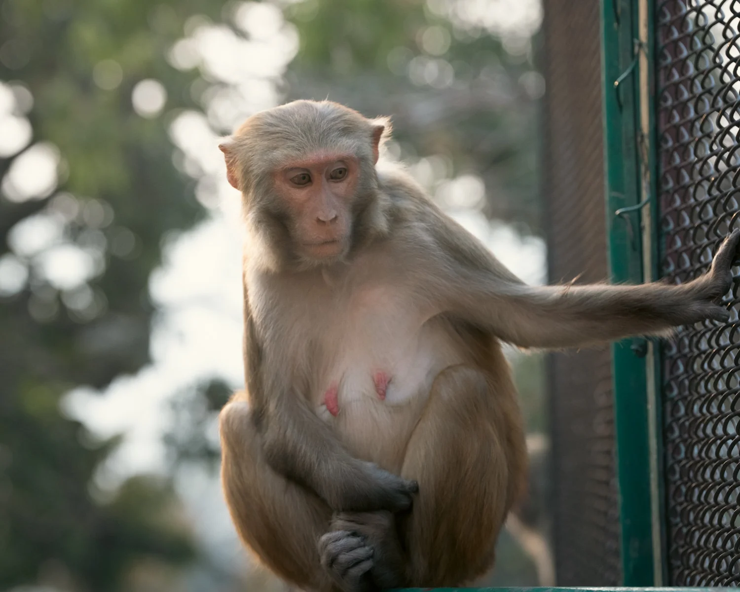 Monkey Temple — Part III — photograph 23