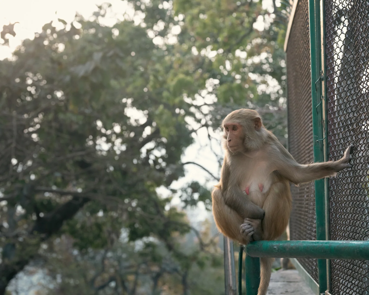 Monkey Temple — Part III — photograph 22