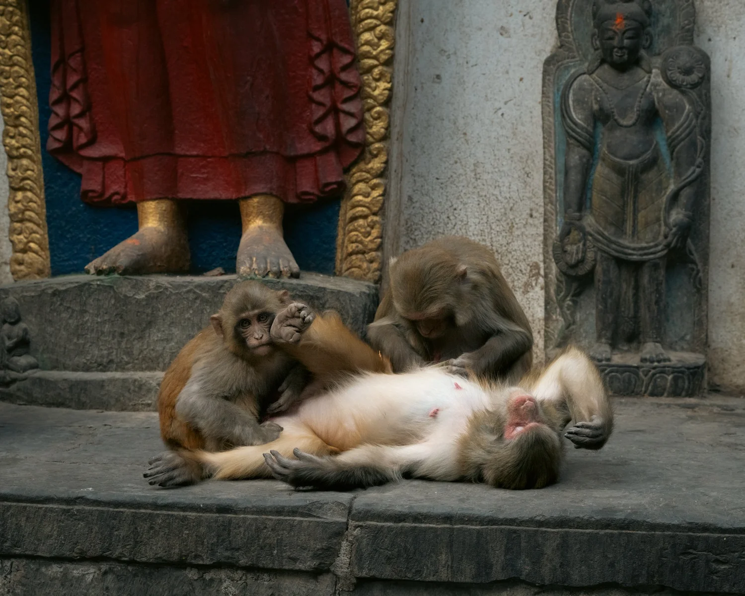 Monkey Temple — Part II — photograph 41