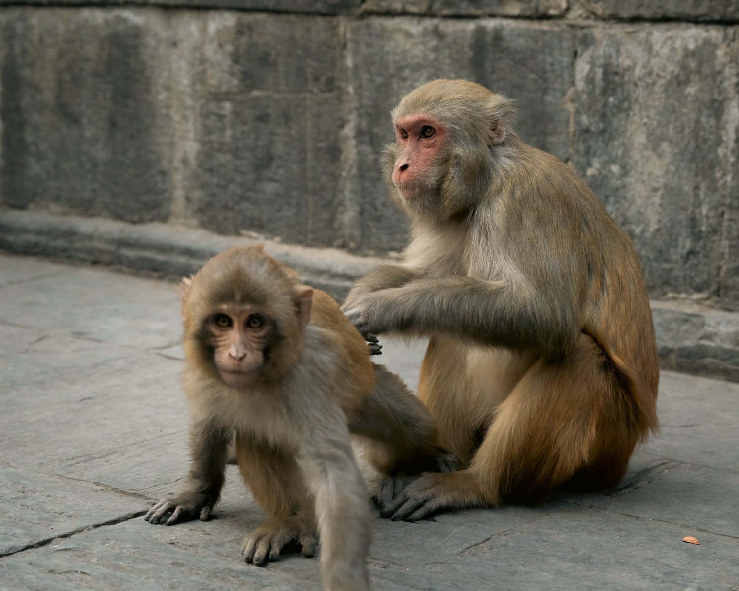 Monkey Temple — Part II — photograph 15