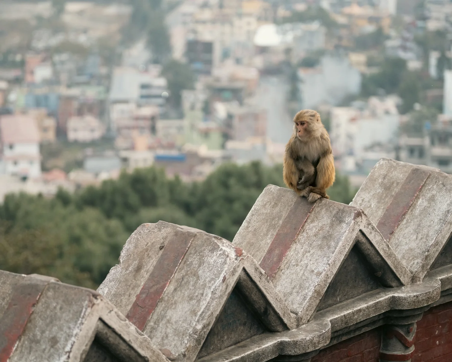 Monkey Temple — Part I — photograph 19