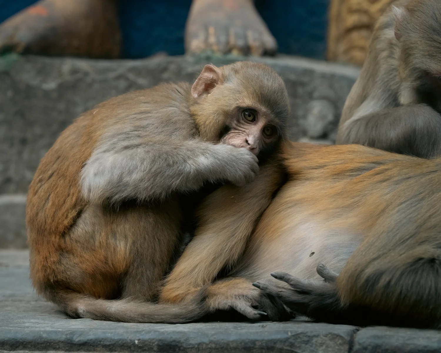 Monkey Temple — Part II — photograph 33