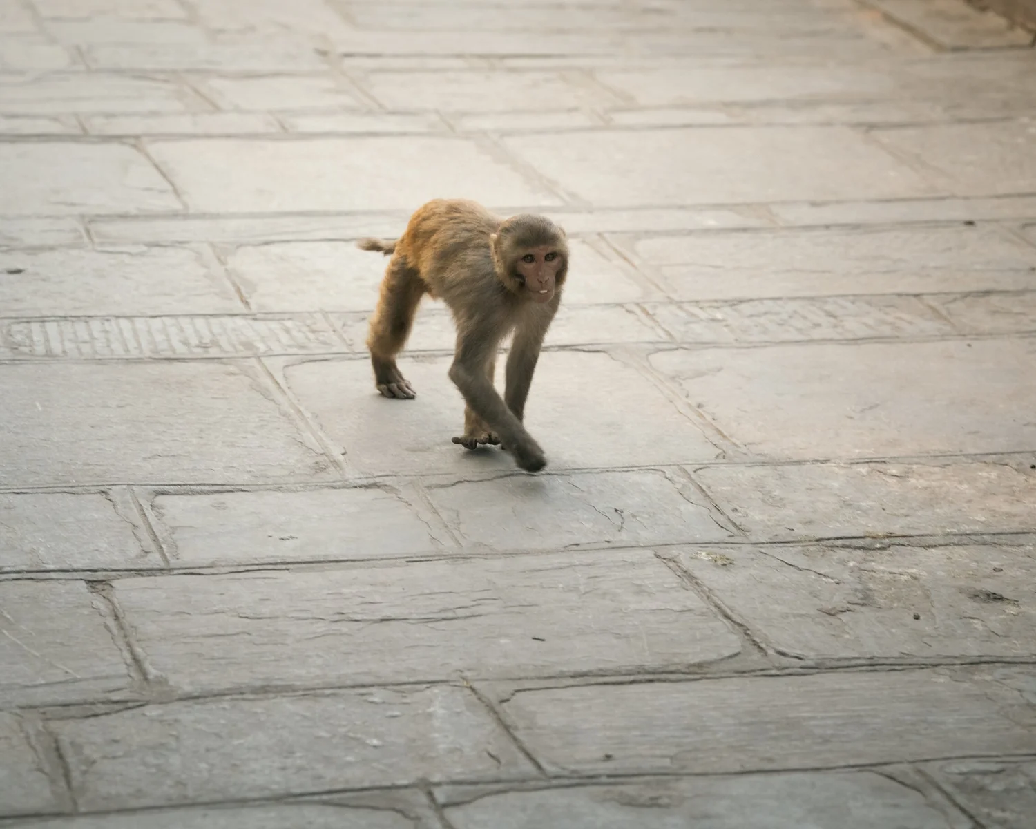 Monkey Temple — Part III — photograph 24