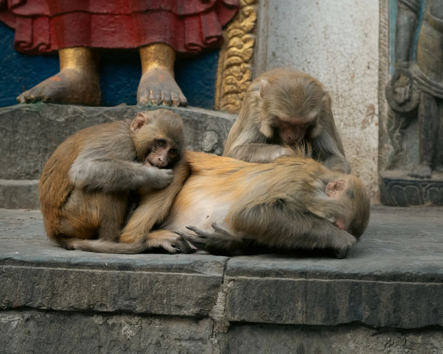 Monkey Temple — Part II — photograph 32