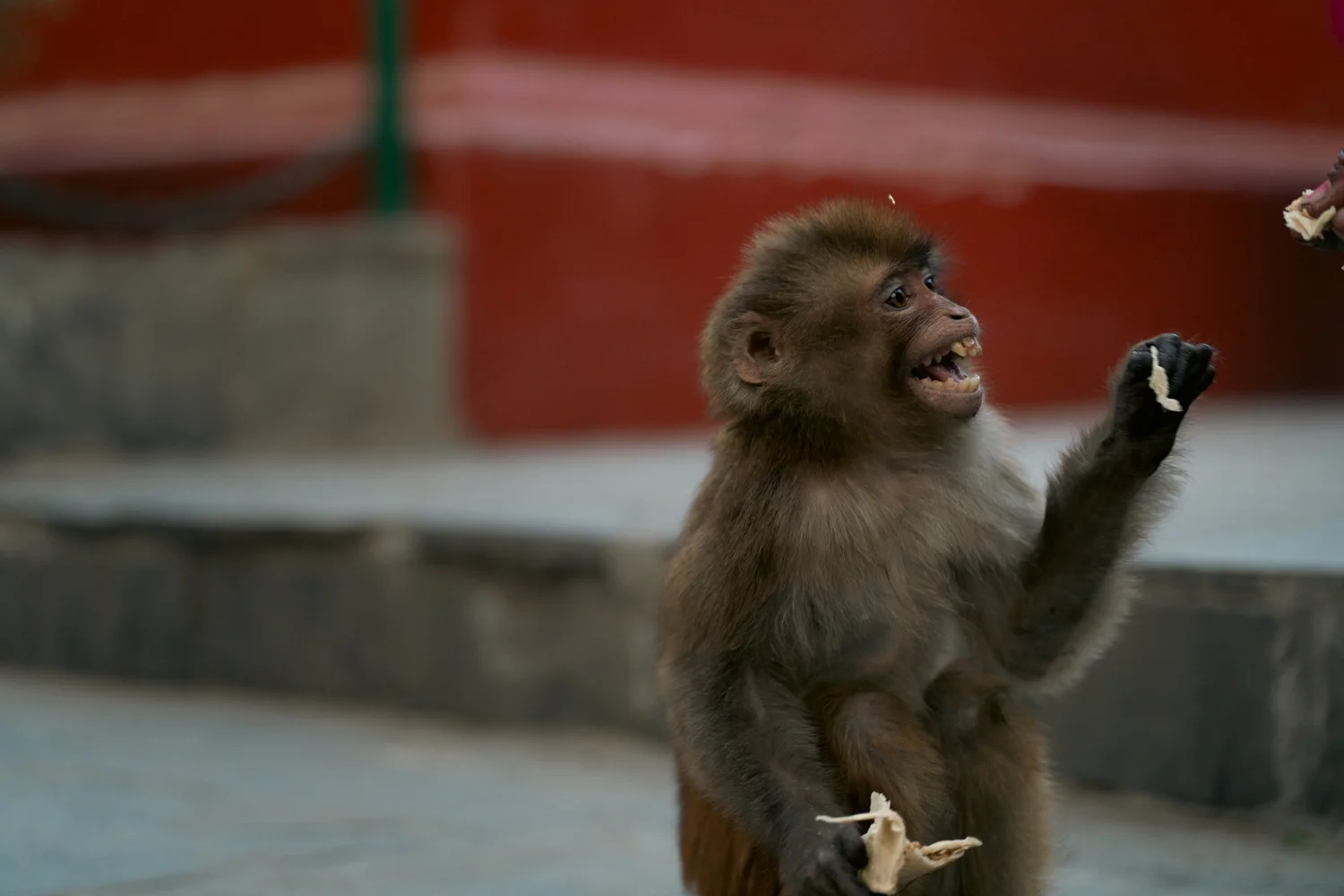 Monkey Temple — Part I — photograph 45