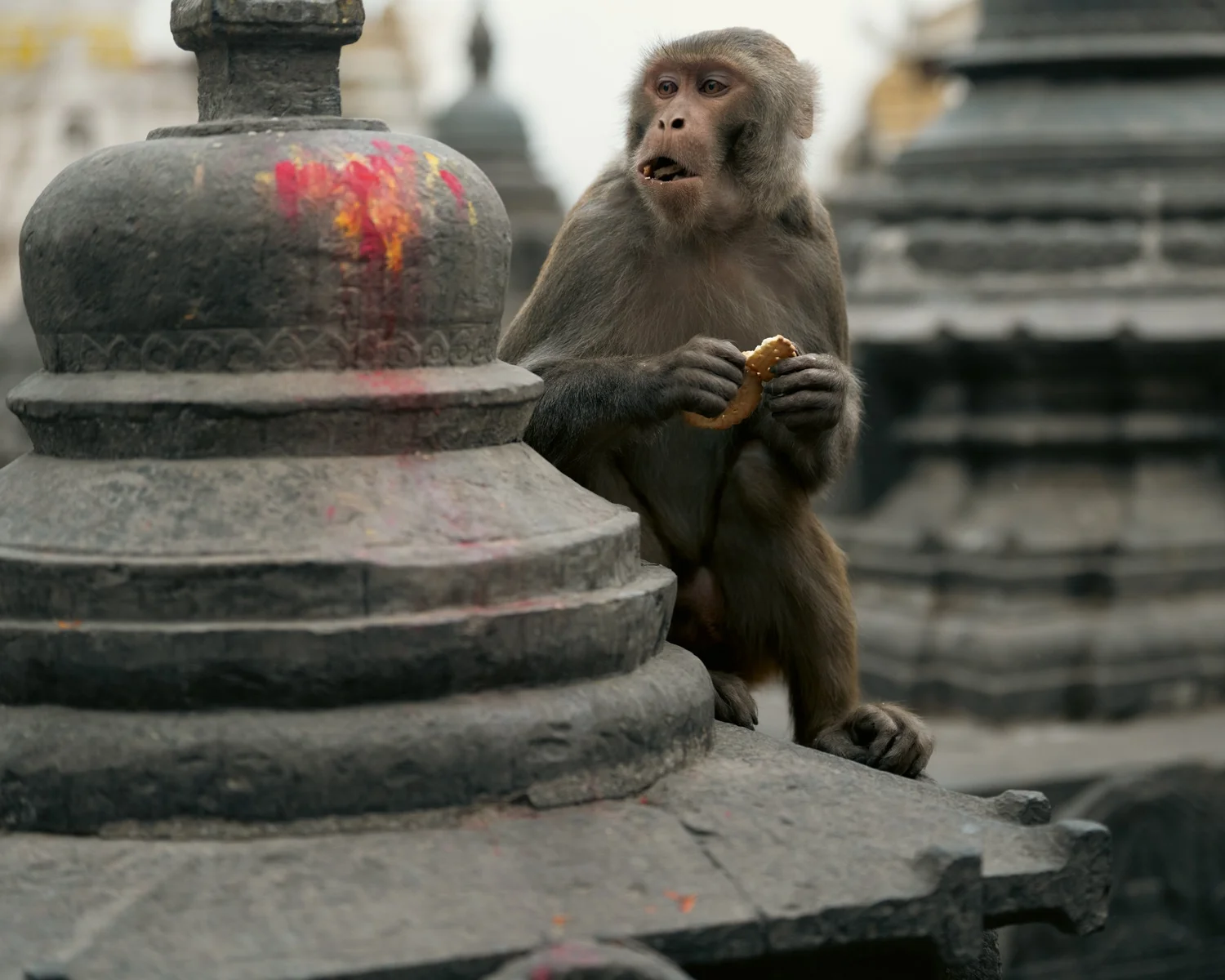 Monkey Temple — Part I — photograph 25