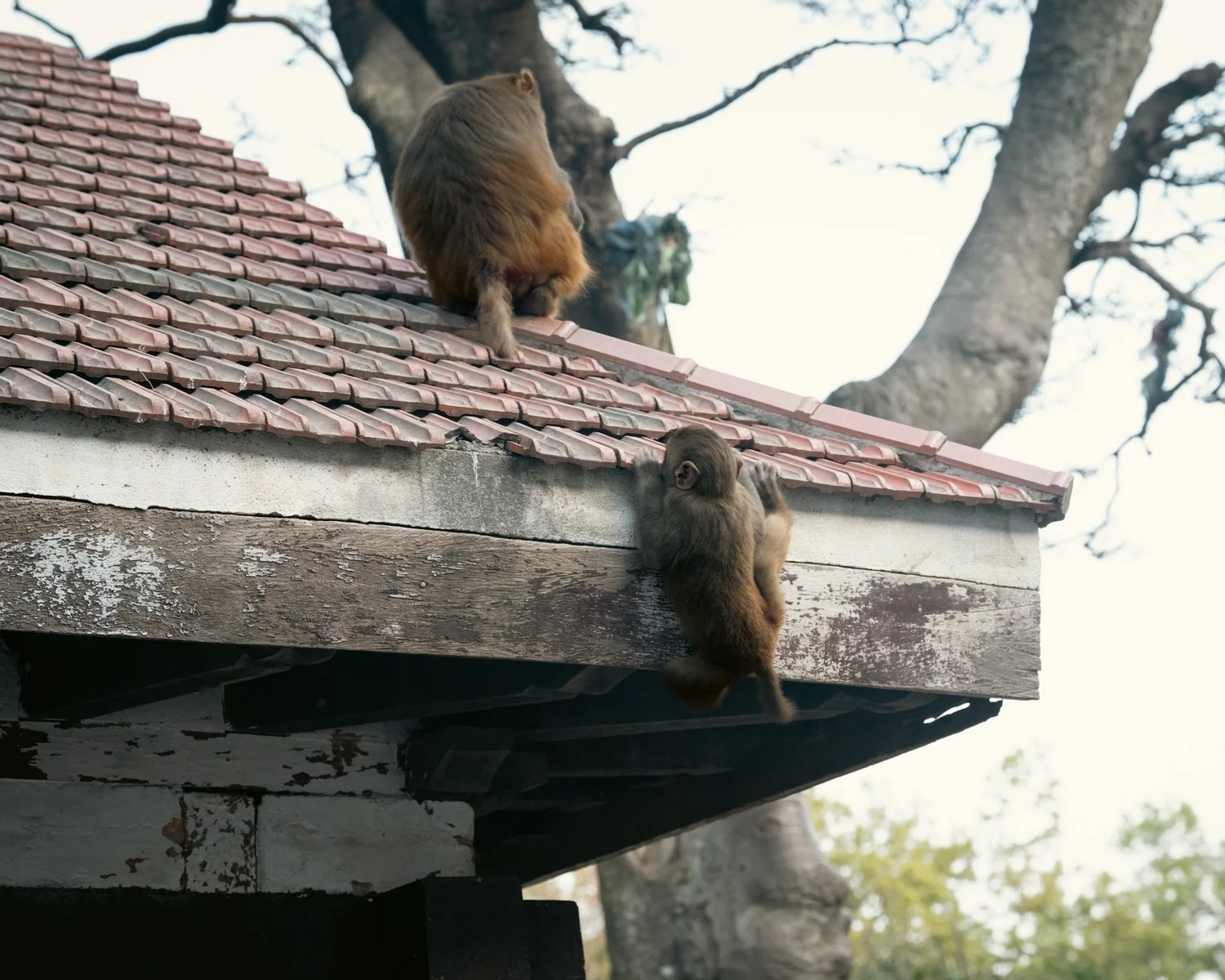 Monkey Temple — Part III — photograph 26