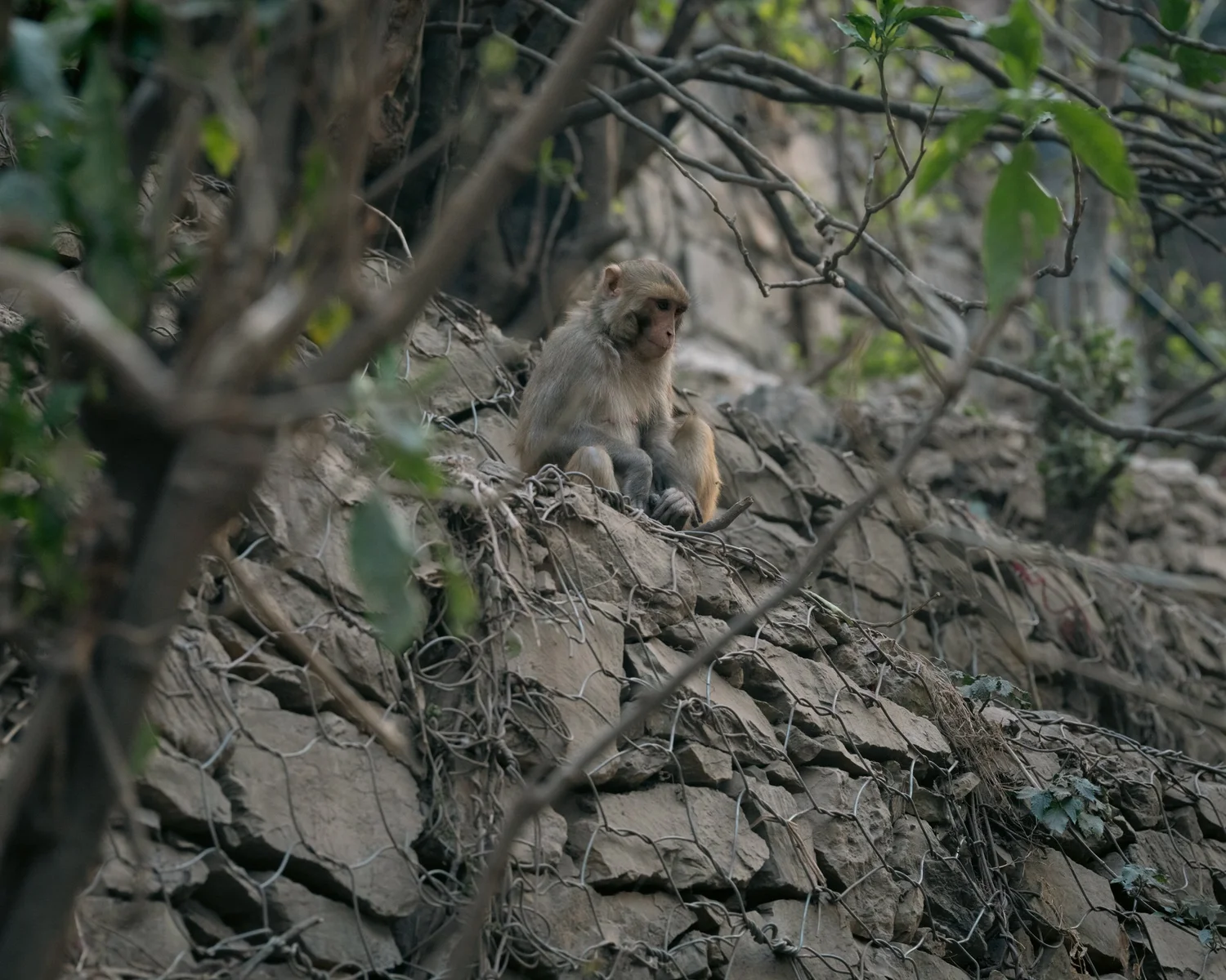 Monkey Temple — Part III — photograph 10