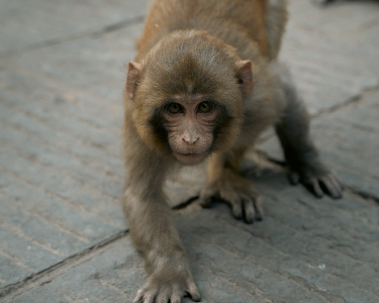 Monkey Temple — Part II — photograph 20