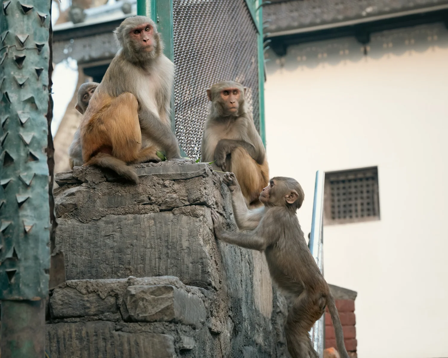 Monkey Temple — Part III — photograph 17