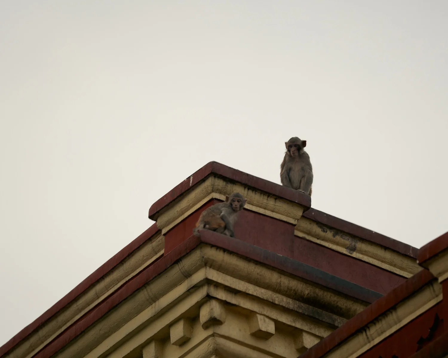 Monkey Temple — Part I — photograph 34