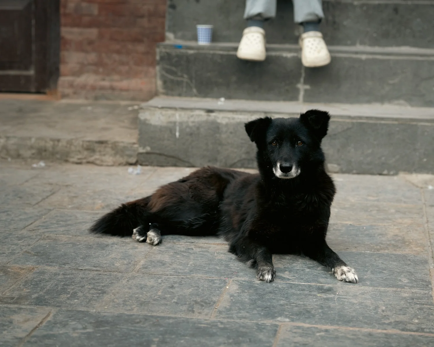Swayambhu — Wandering dogs — photograph 20