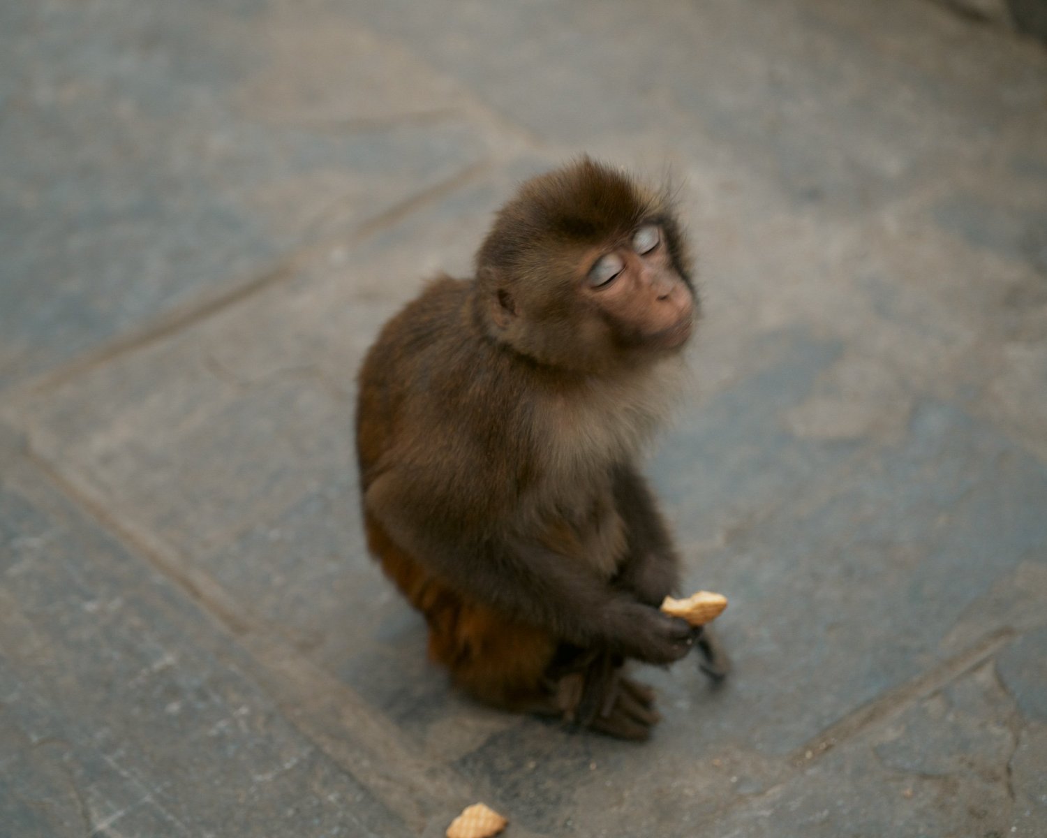 Monkey Temple — Part I — photograph 41