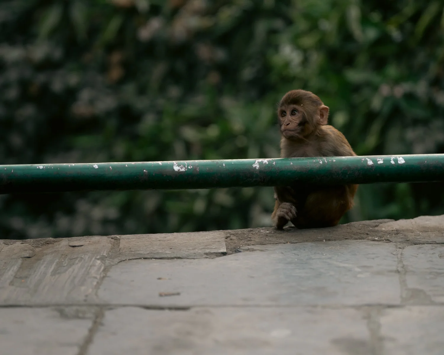 Monkey Temple — Part I — photograph 37