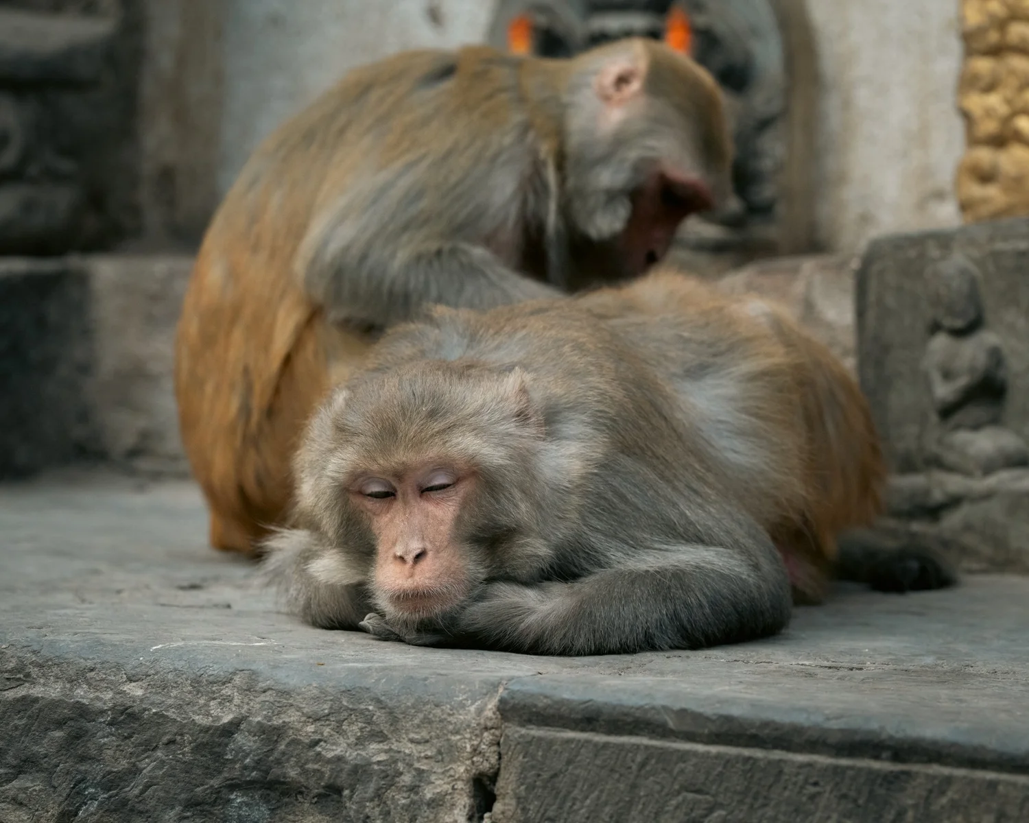 Monkey Temple — Part II — photograph 36
