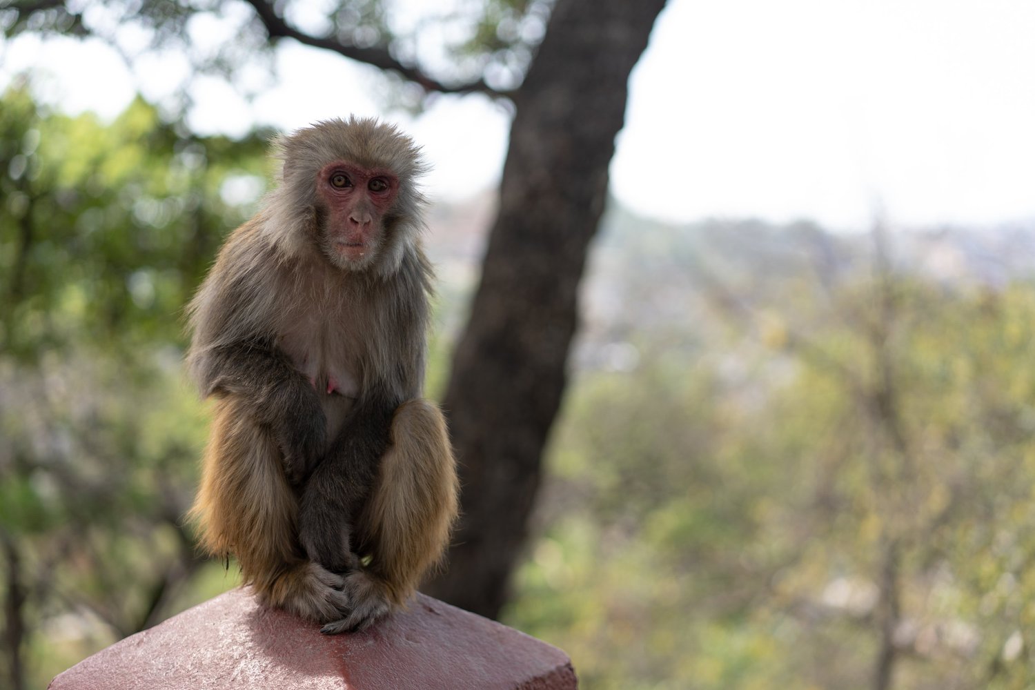 Animals — photograph 3
