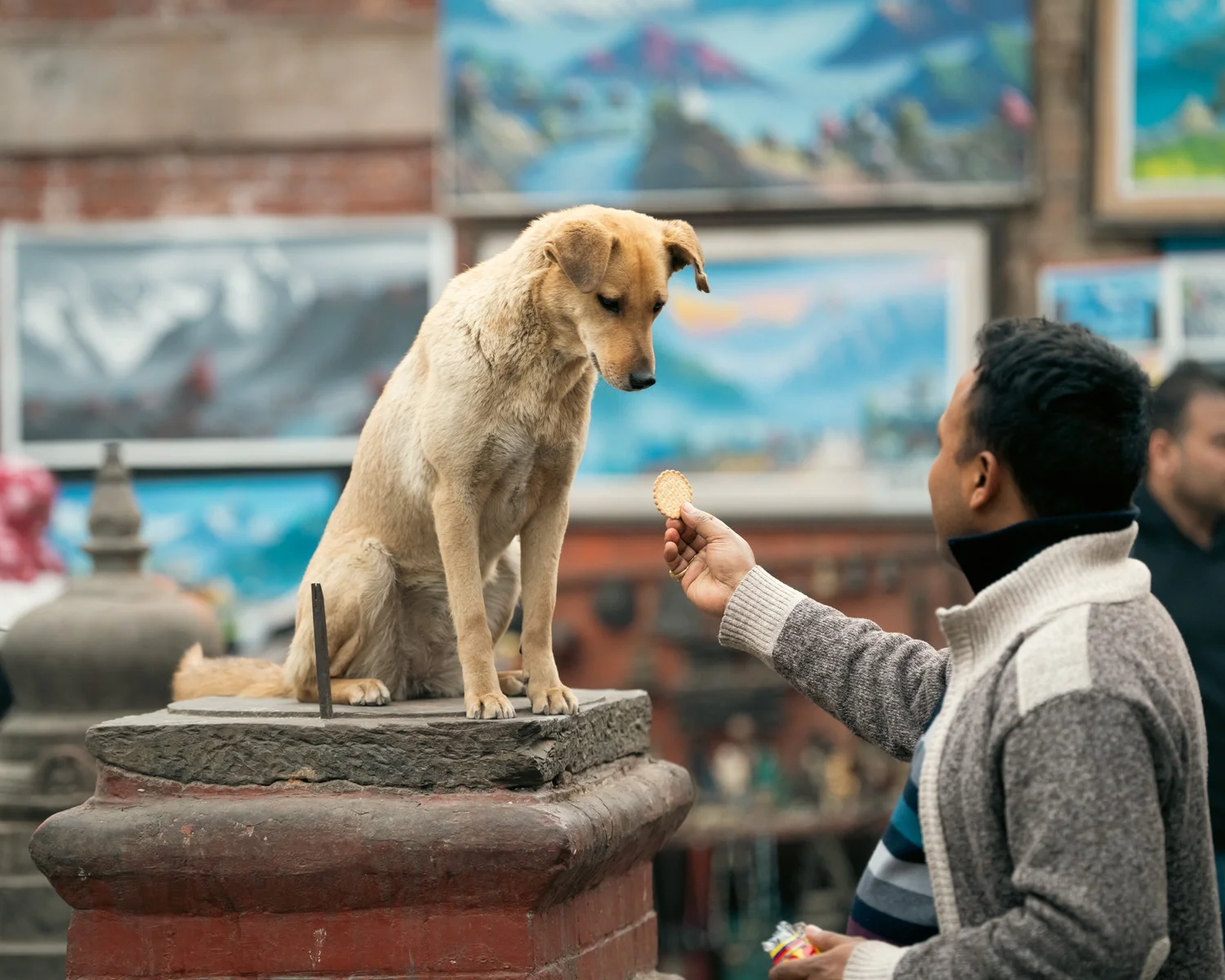 Swayambhu — Wandering dogs — photograph 3