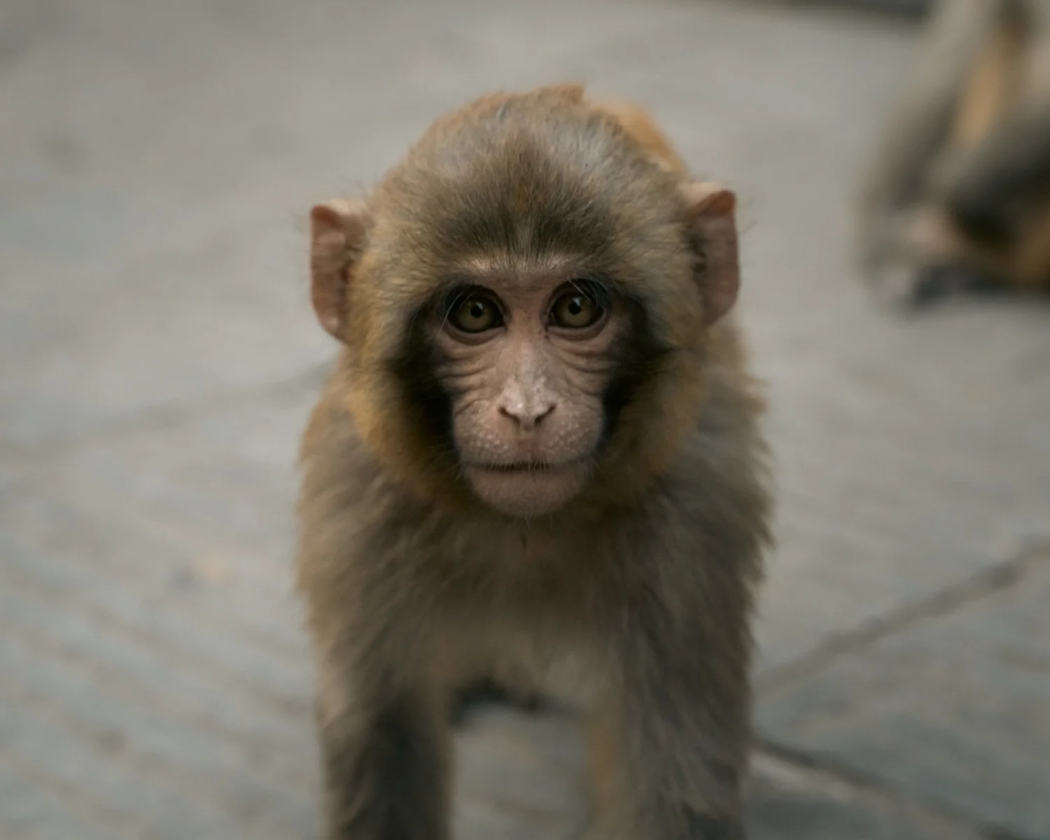 Monkey Temple — Part II — photograph 21