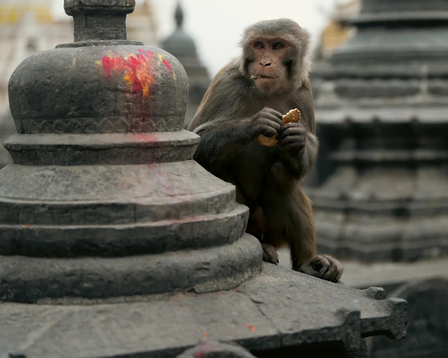 Monkey Temple — Part I — photograph 23