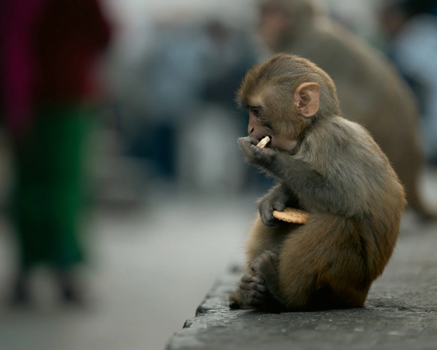 Monkey Temple — Part I — photograph 7