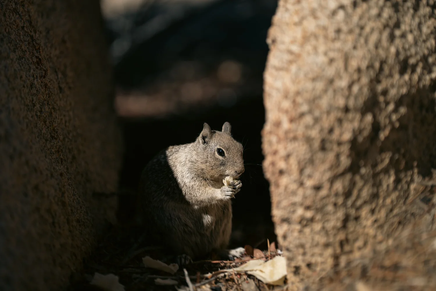Joshua Tree — Little locals — photograph 2