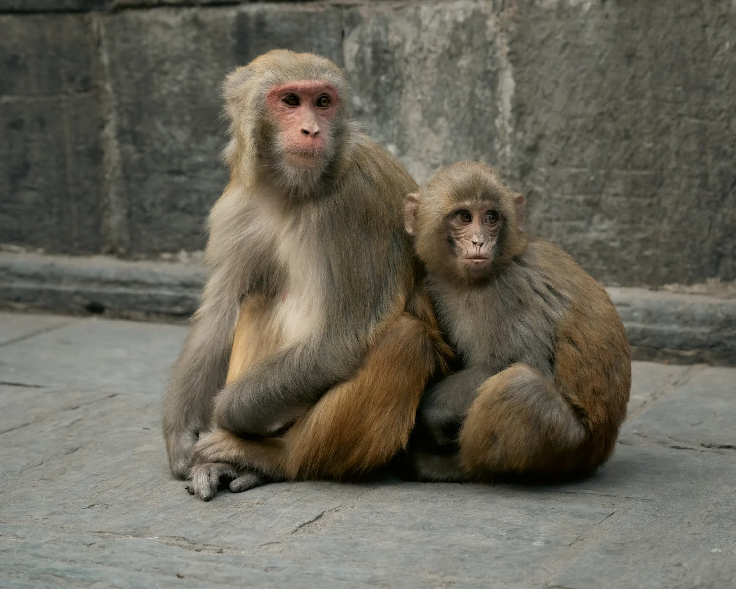 Monkey Temple — Part II — photograph 29