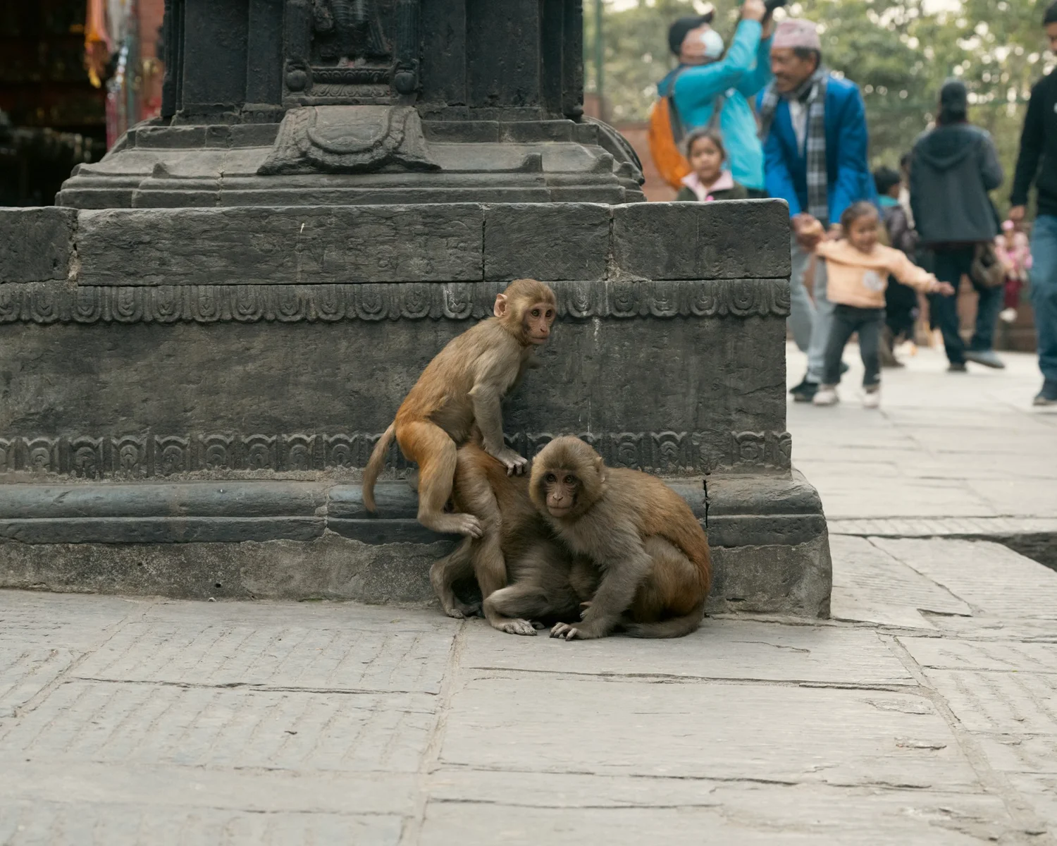 Monkey Temple — Part II — photograph 5