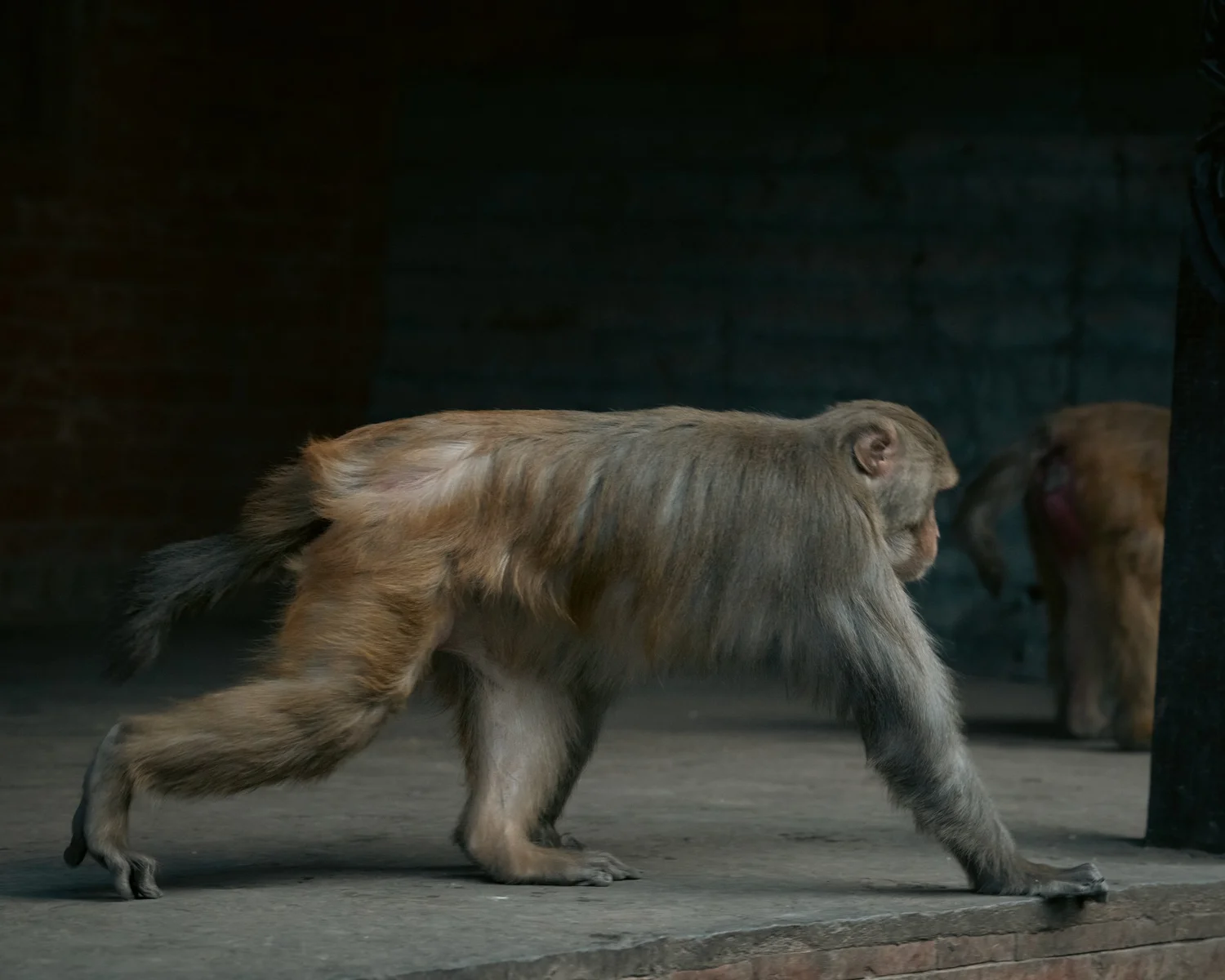 Monkey Temple — Part II — photograph 2