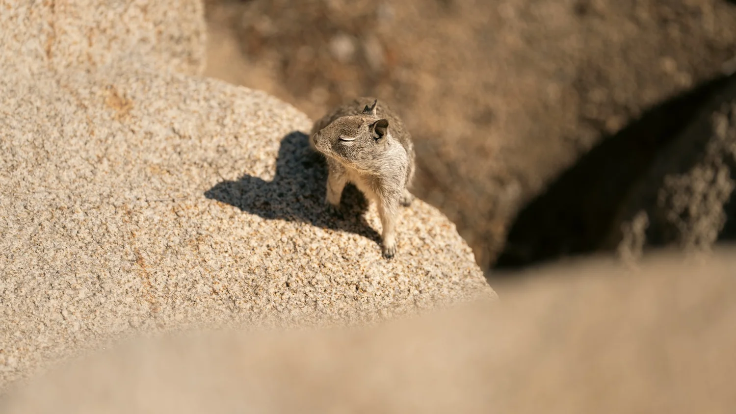 Joshua Tree — Little locals — photograph 8