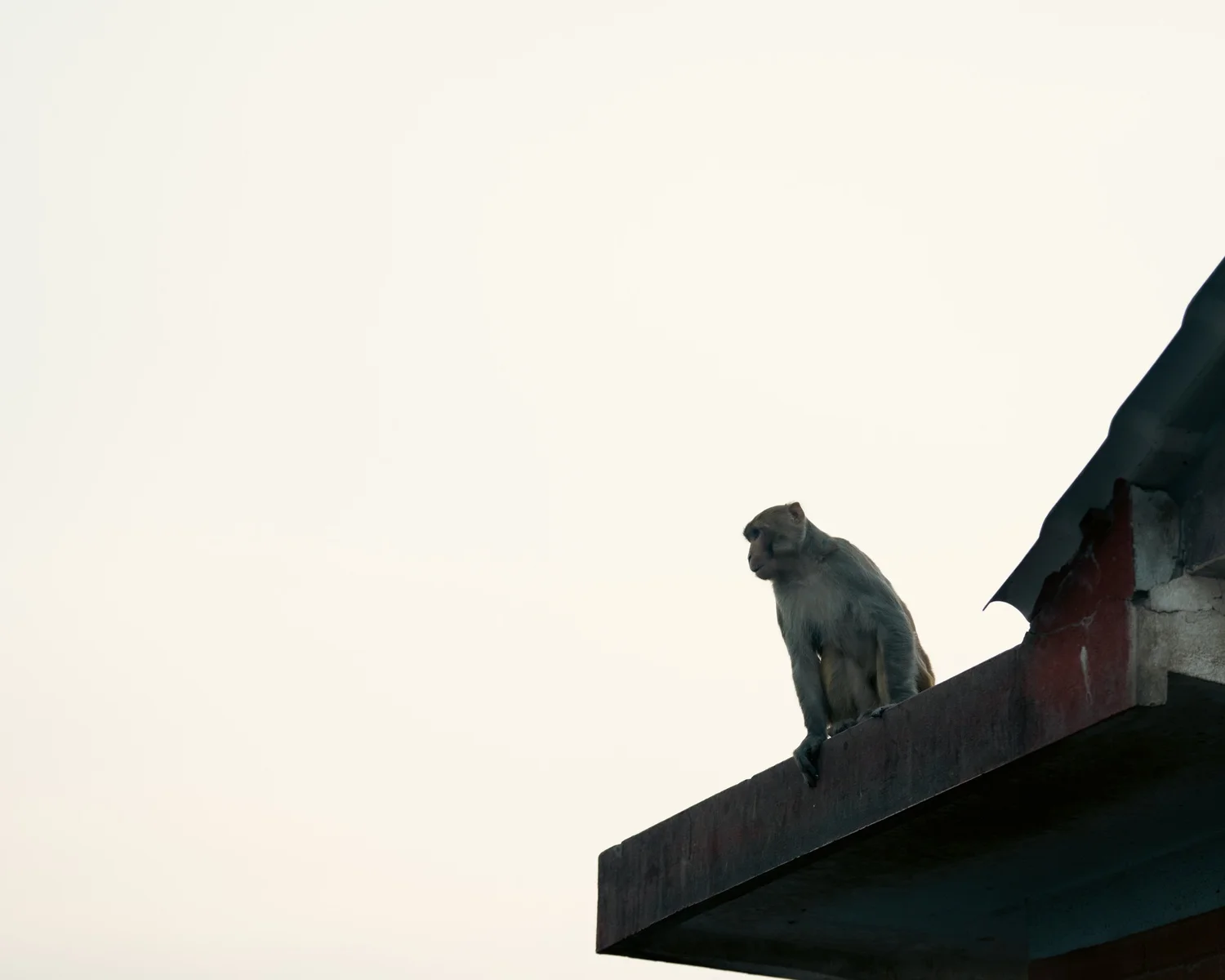 Monkey Temple — Part I — photograph 35
