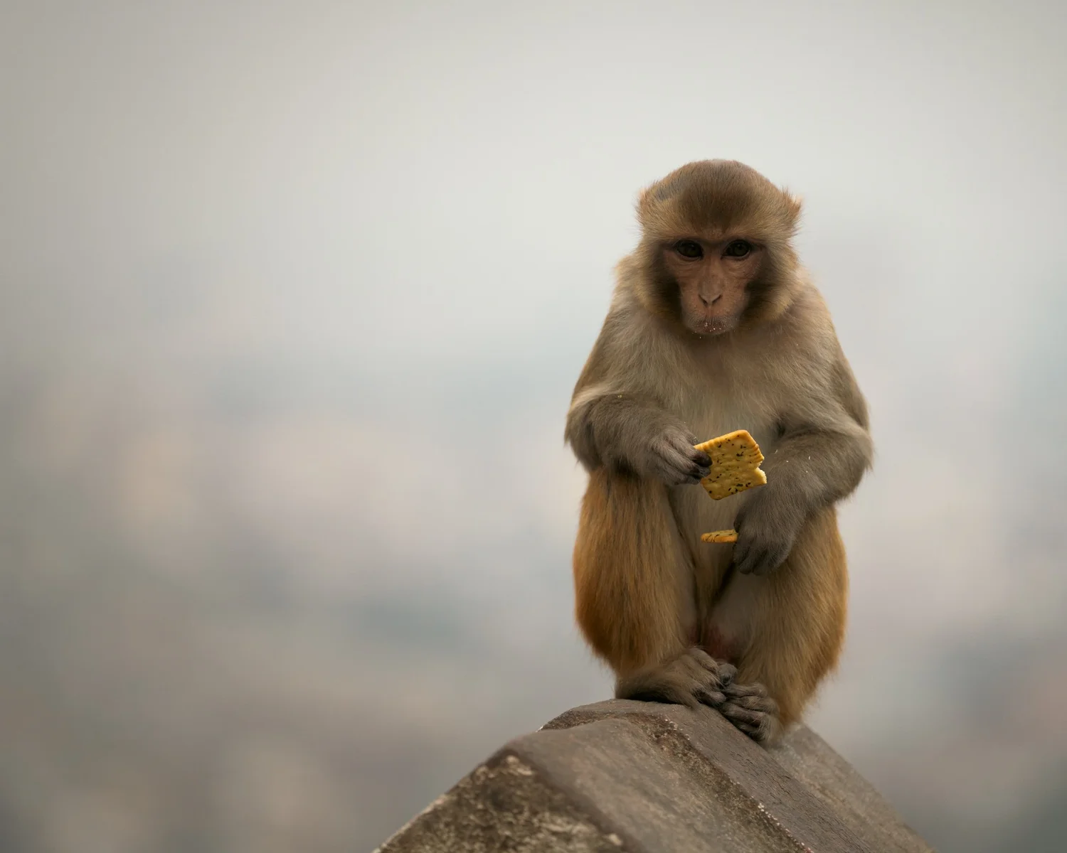 Monkey Temple — Part I — photograph 14