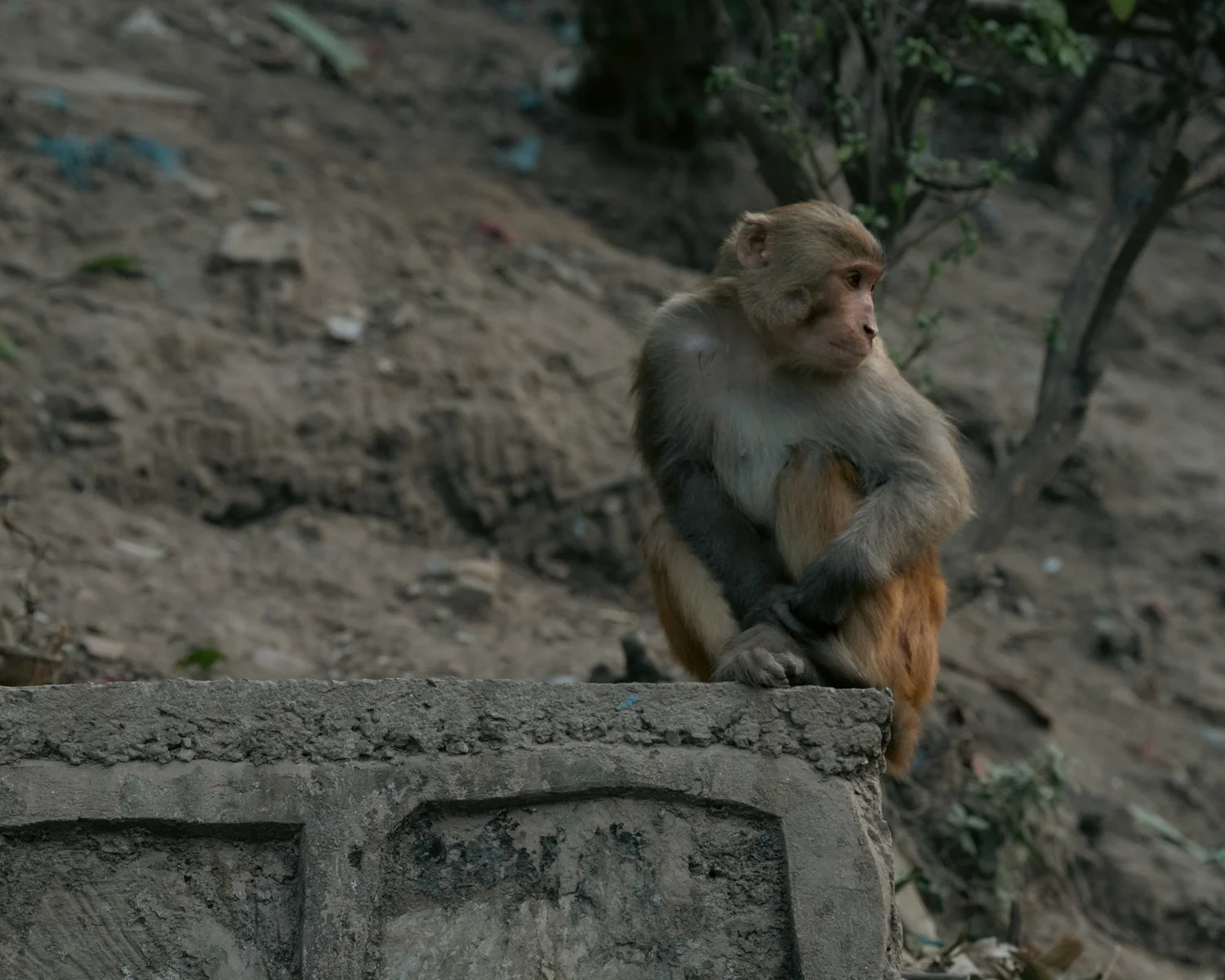 Monkey Temple — Part III — photograph 4
