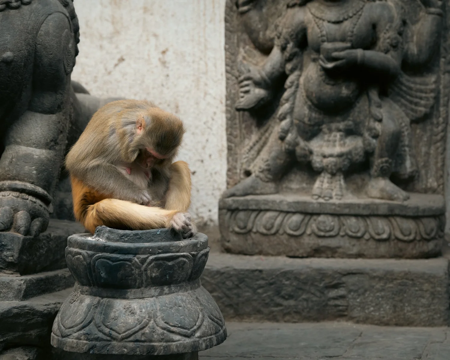 Monkey Temple — Part II — photograph 44