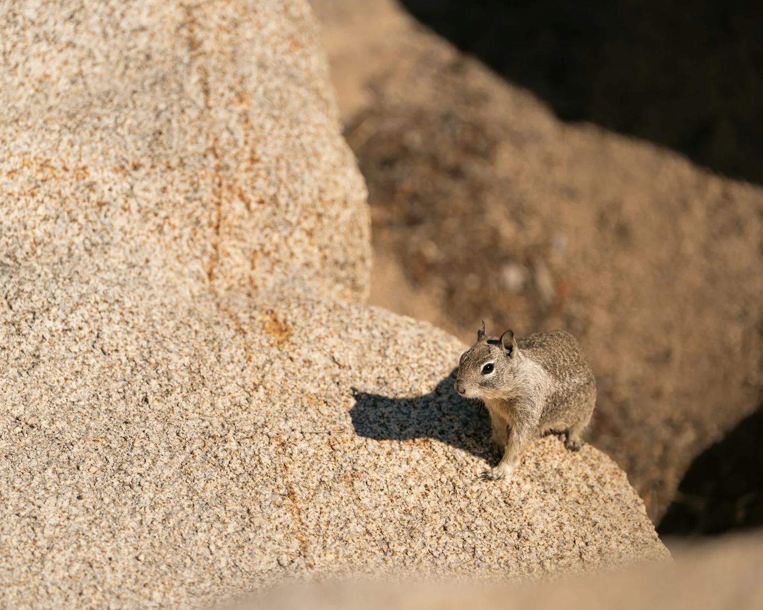 Joshua Tree — Little locals — photograph 9