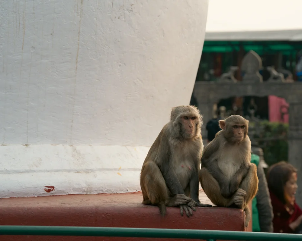 Swayambhu | Monkey Temple PT. 3