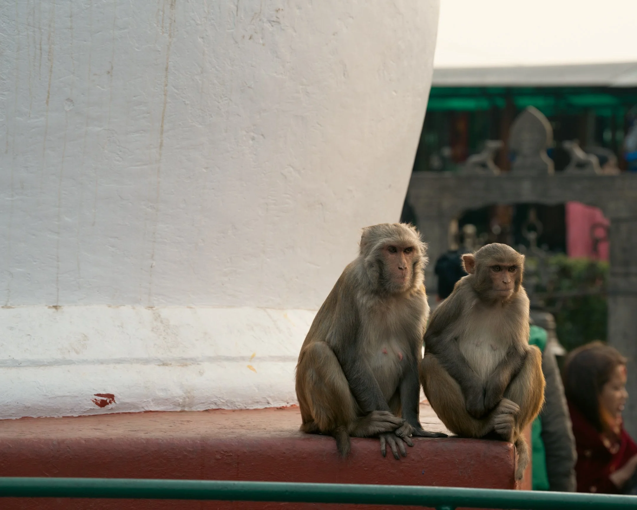 Swayambhu | Monkey Temple PT. 3