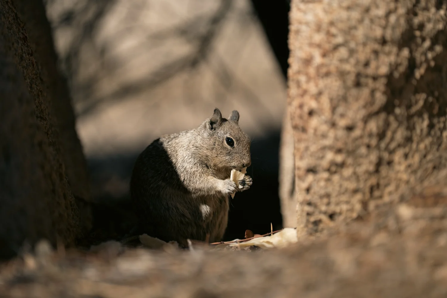 Joshua Tree — Little locals — photograph 1