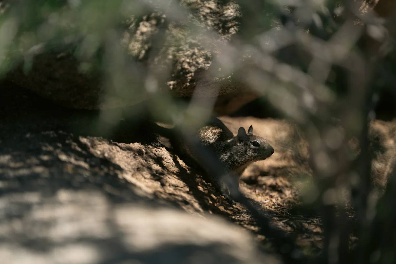 Joshua Tree — Little locals — photograph 11