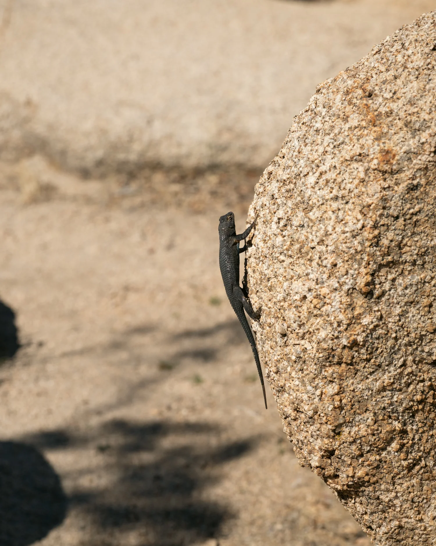 Joshua Tree — Little locals — photograph 6