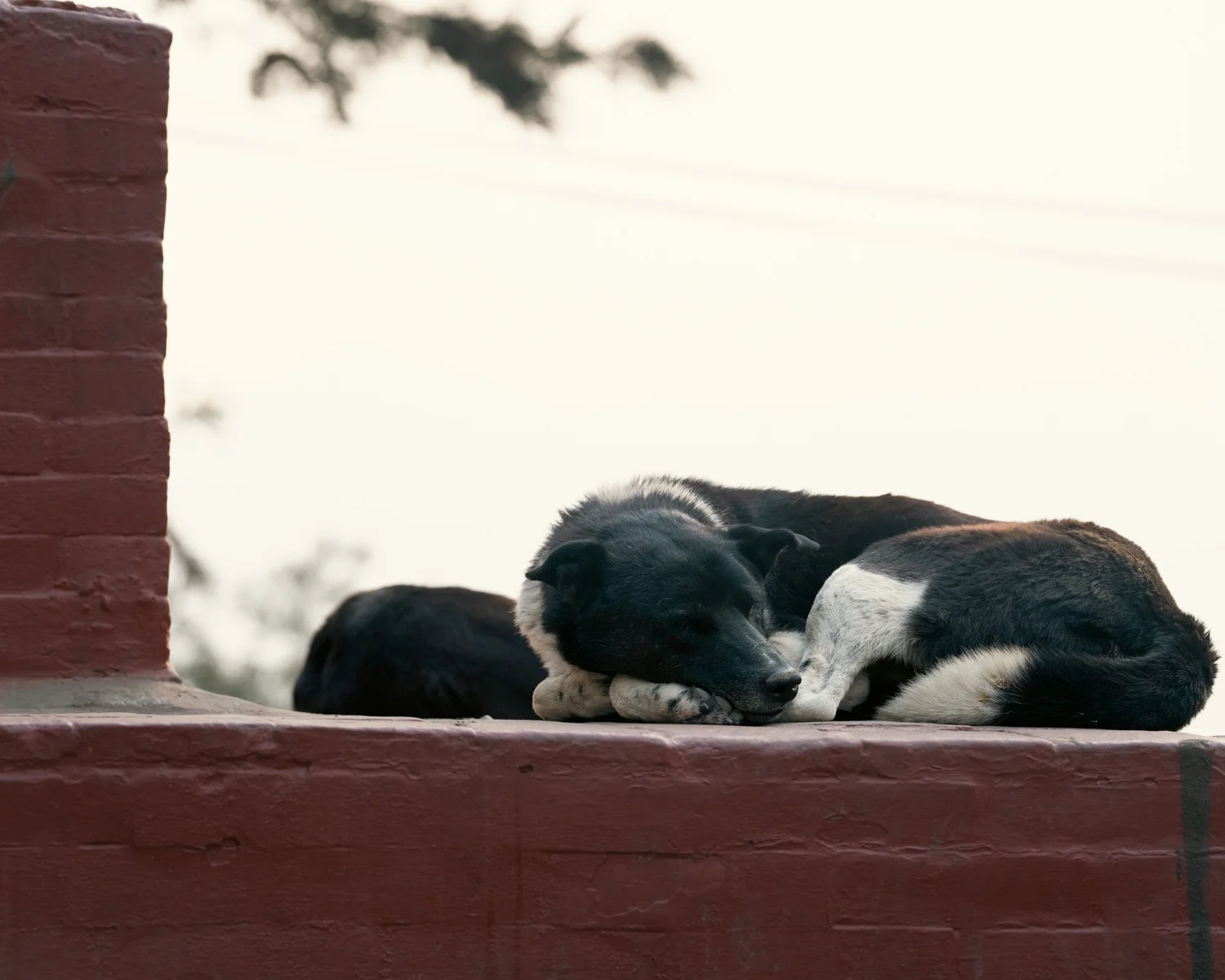 Swayambhu — Wandering dogs — photograph 15