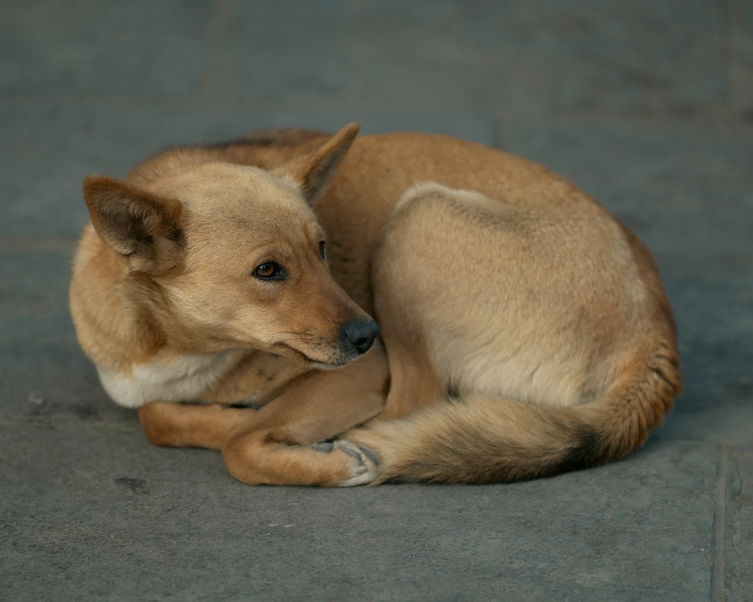 Swayambhu — Wandering dogs — photograph 9
