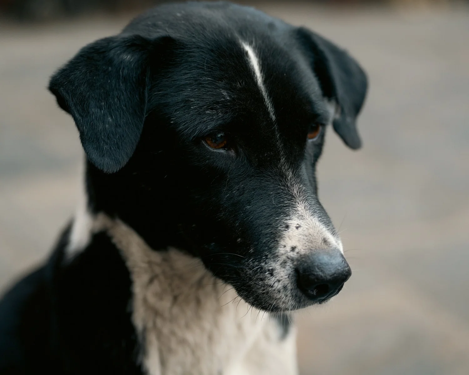 Swayambhu — Wandering dogs — photograph 27