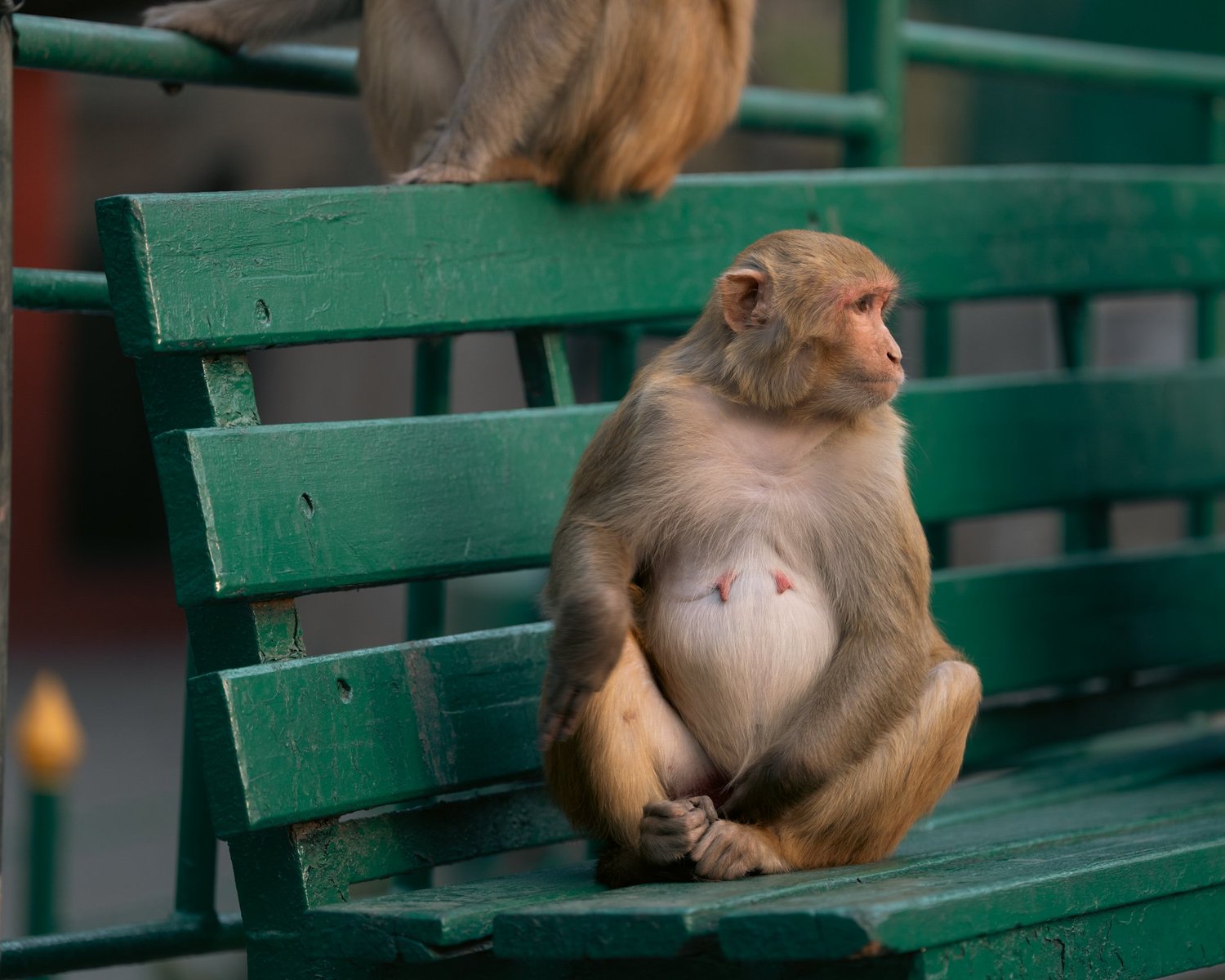 Monkey Temple — Part III — photograph 15