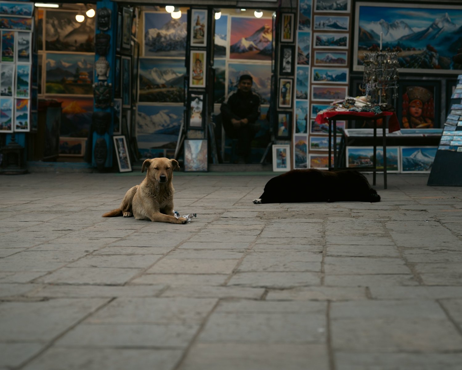 Swayambhu — Wandering dogs — photograph 18